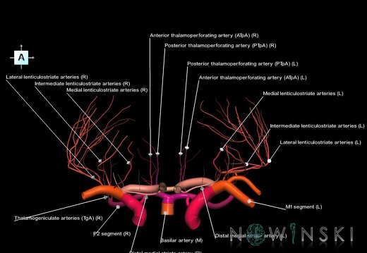 G1.T15.12.V1.C2.L1.DeepPerforatingArteries