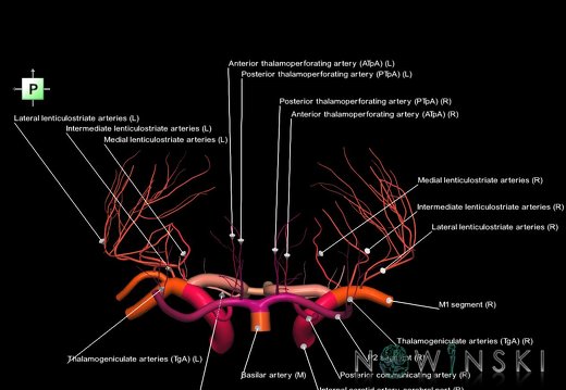 G1T15.12.DeepPerforatingArteries