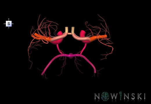 G1.T15.12.V5.C2.L0.DeepPerforatingArteries