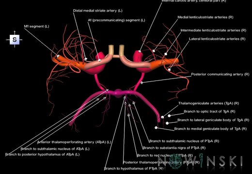 G1.T15.12.V5.C2.L1.DeepPerforatingArteries