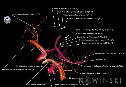 G1.T15.12.V7.C2.L1.DeepPerforatingArteries