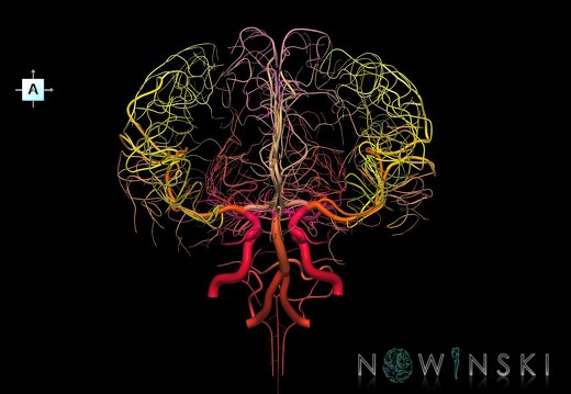 G1.T15.2.V1.C2.L0.Intracranial arterial system whole