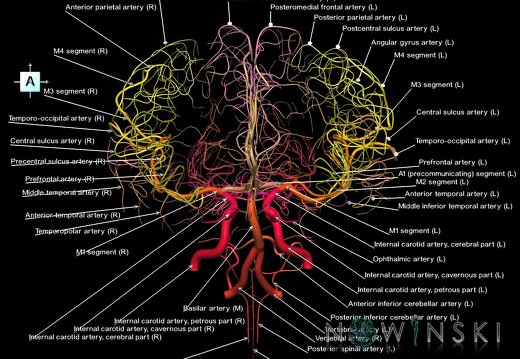 G1.T15.2.V1.C2.L1.Intracranial arterial system whole