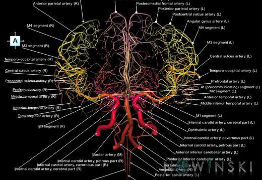 G1.T15.2.V1.C2.L1.Intracranial arterial system whole
