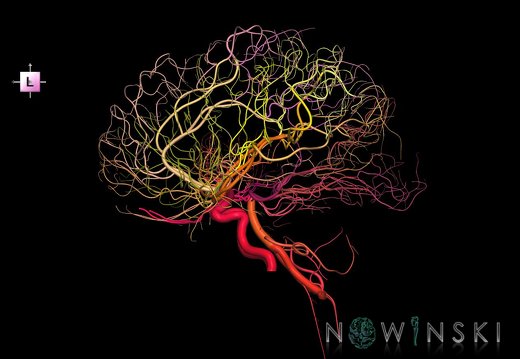 G1.T15.2.V2.C2.L0.Intracranial arterial system whole