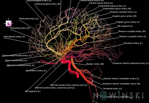 G1.T15.2.V2.C2.L1.Intracranial arterial system whole