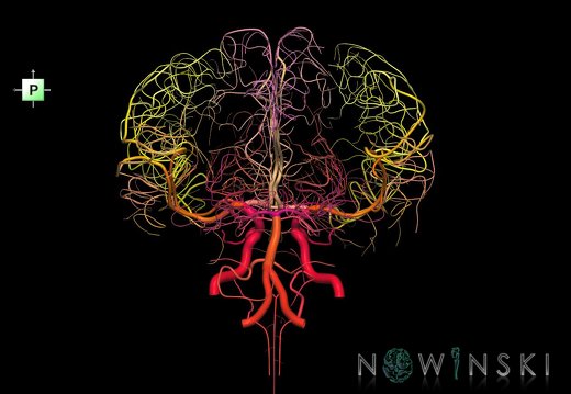 G1.T15.2.V3.C2.L0.Intracranial arterial system whole