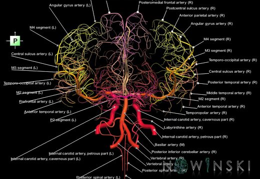 G1.T15.2.V3.C2.L1.Intracranial arterial system whole