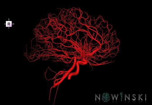 G1.T15.2.V4.C1.L0.Intracranial arterial system whole