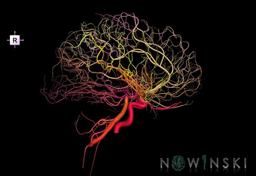 G1.T15.2.V4.C2.L0.Intracranial arterial system whole