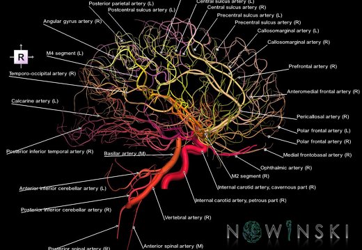 G1.T15.2.V4.C2.L1.Intracranial arterial system whole