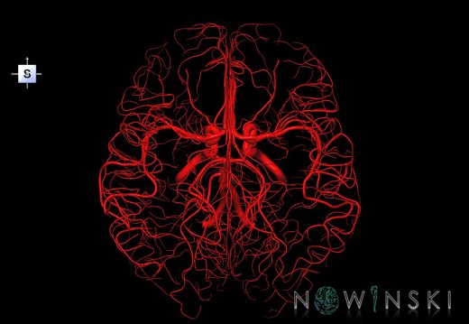 G1.T15.2.V5.C1.L0.Intracranial arterial system whole