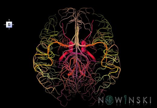 G1.T15.2.V5.C2.L0.Intracranial arterial system whole