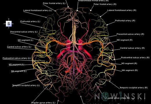 G1.T15.2.V5.C2.L1.Intracranial arterial system whole