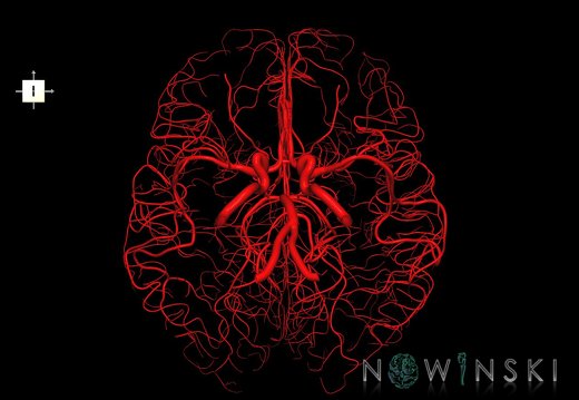 G1.T15.2.V6.C1.L0.Intracranial arterial system whole