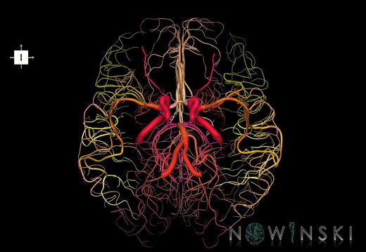 G1.T15.2.V6.C2.L0.Intracranial arterial system whole