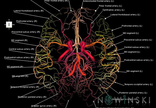 G1.T15.2.V6.C2.L1.Intracranial arterial system whole