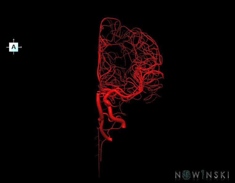G1.T15.3.V1.C1.L0.Intracranial_arterial_system_left.tiff
