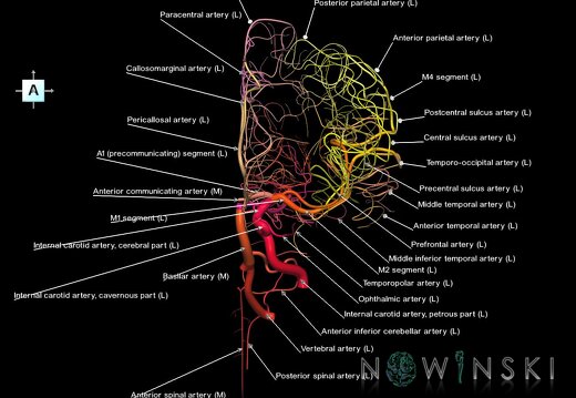 G1.T15.3.V1.C2.L1.Intracranial arterial system left