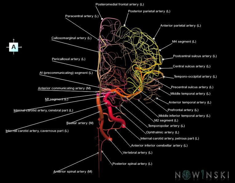 G1.T15.3.V1.C2.L1.Intracranial_arterial_system_left.tiff