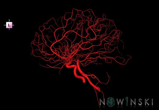 G1.T15.3.V2.C1.L0.Intracranial arterial system left