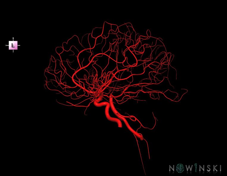 G1.T15.3.V2.C1.L0.Intracranial_arterial_system_left.tiff