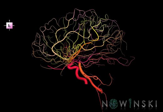 G1.T15.3.V2.C2.L0.Intracranial arterial system left