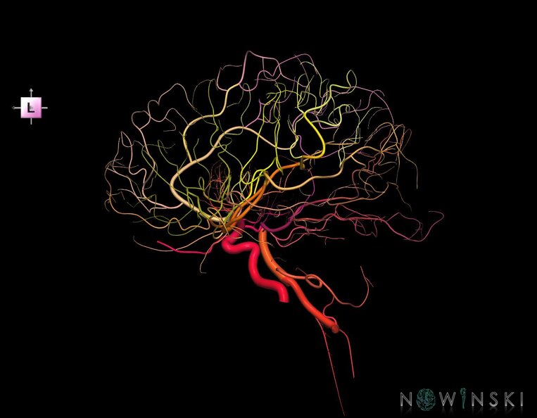 G1.T15.3.V2.C2.L0.Intracranial_arterial_system_left.tiff