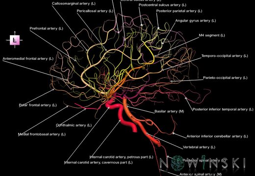 G1.T15.3.V2.C2.L1.Intracranial arterial system left