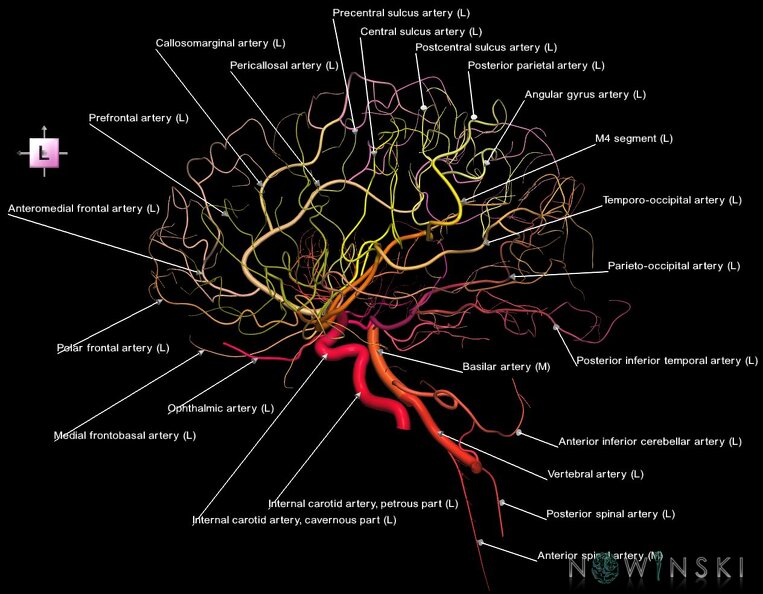 G1.T15.3.V2.C2.L1.Intracranial_arterial_system_left.tiff