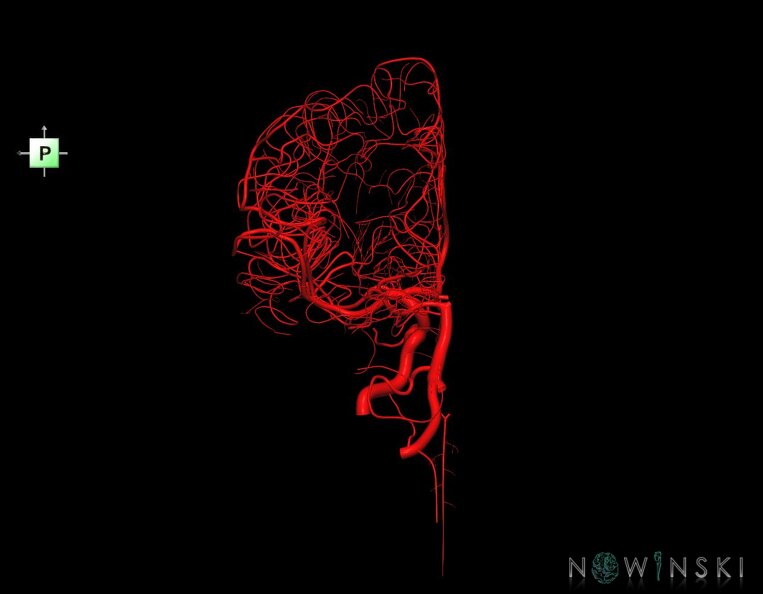 G1.T15.3.V3.C1.L0.Intracranial_arterial_system_left.tiff