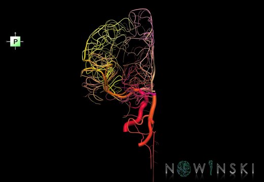G1.T15.3.V3.C2.L0.Intracranial arterial system left