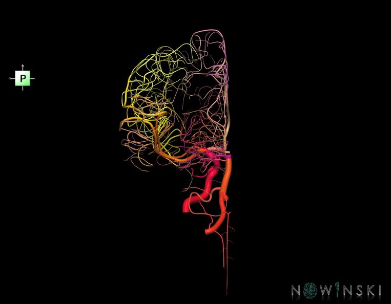 G1.T15.3.V3.C2.L0.Intracranial_arterial_system_left.tiff