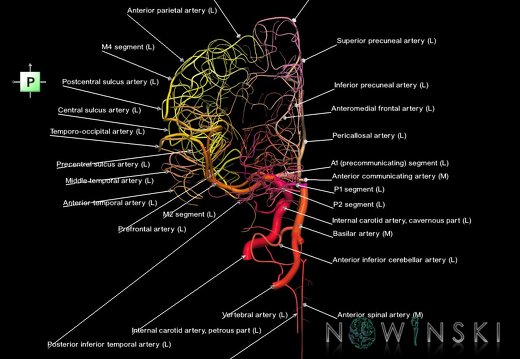 G1T15.3.IntracranialArterialSystemLeft