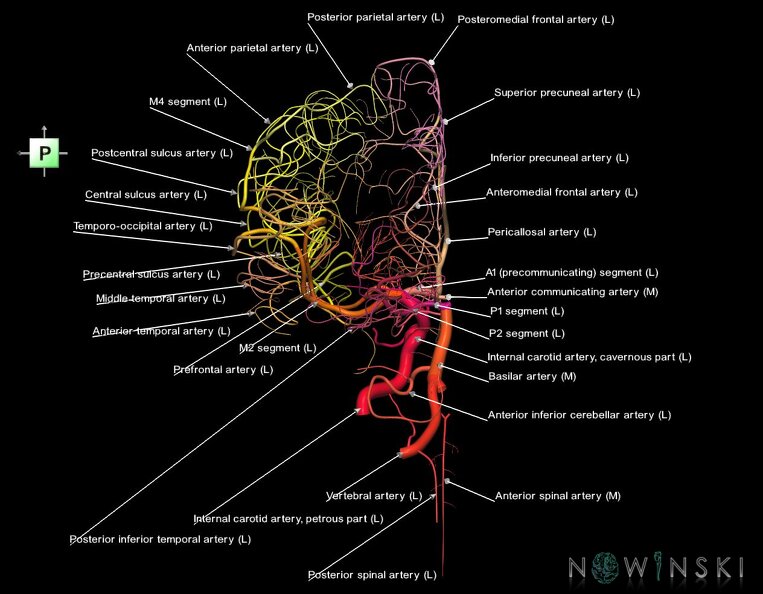 G1.T15.3.V3.C2.L1.Intracranial_arterial_system_left.tiff
