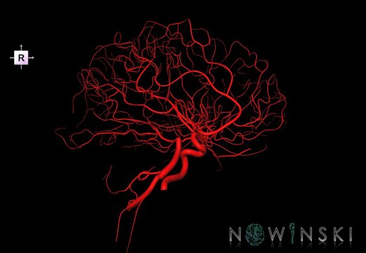 G1.T15.3.V4.C1.L0.Intracranial arterial system left