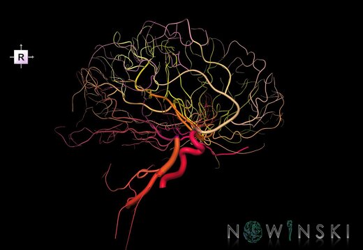 G1.T15.3.V4.C2.L0.Intracranial arterial system left