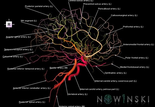 G1.T15.3.V4.C2.L1.Intracranial arterial system left