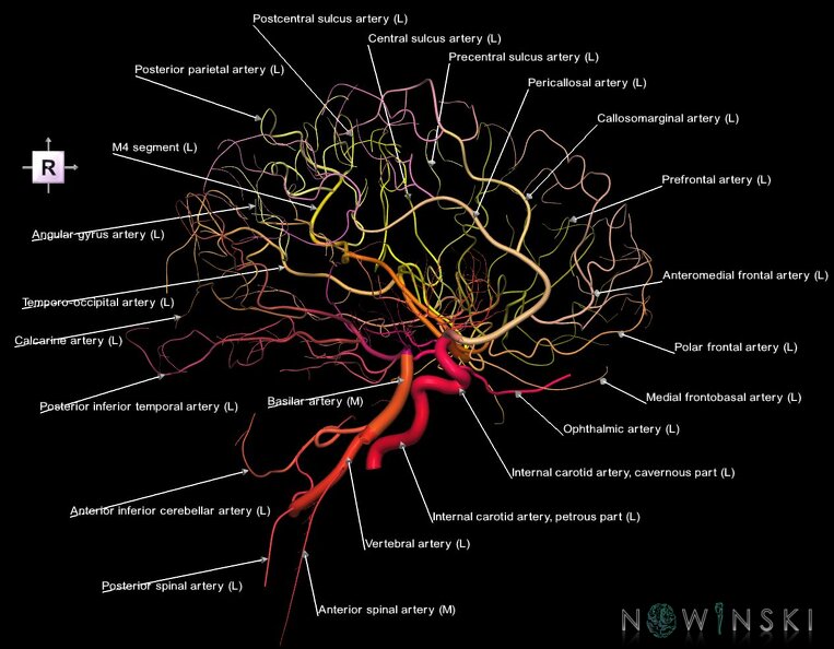 G1.T15.3.V4.C2.L1.Intracranial_arterial_system_left.tiff