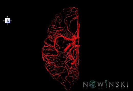 G1.T15.3.V5.C1.L0.Intracranial arterial system left