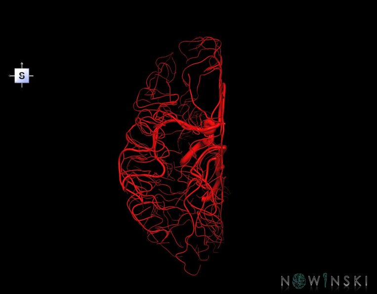 G1.T15.3.V5.C1.L0.Intracranial_arterial_system_left.tiff