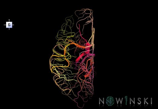 G1.T15.3.V5.C2.L0.Intracranial arterial system left