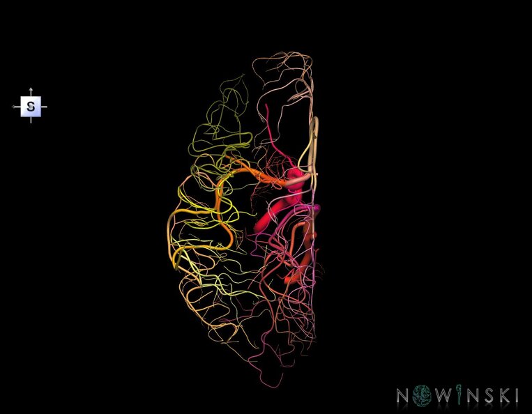 G1.T15.3.V5.C2.L0.Intracranial_arterial_system_left.tiff