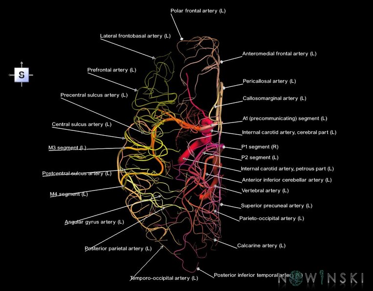 G1.T15.3.V5.C2.L1.Intracranial_arterial_system_left.tiff