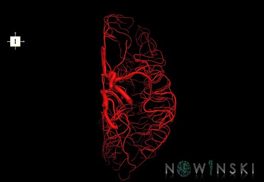 G1.T15.3.V6.C1.L0.Intracranial arterial system left