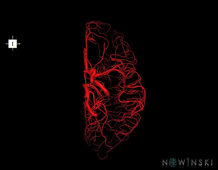G1.T15.3.V6.C1.L0.Intracranial_arterial_system_left.tiff