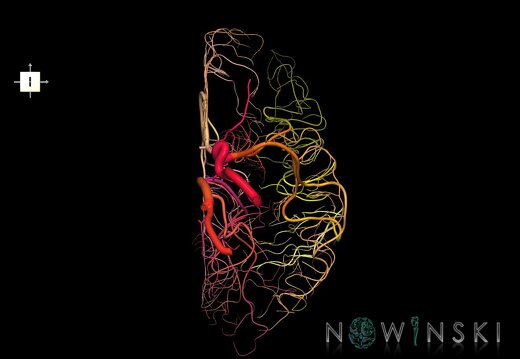 G1.T15.3.V6.C2.L0.Intracranial arterial system left