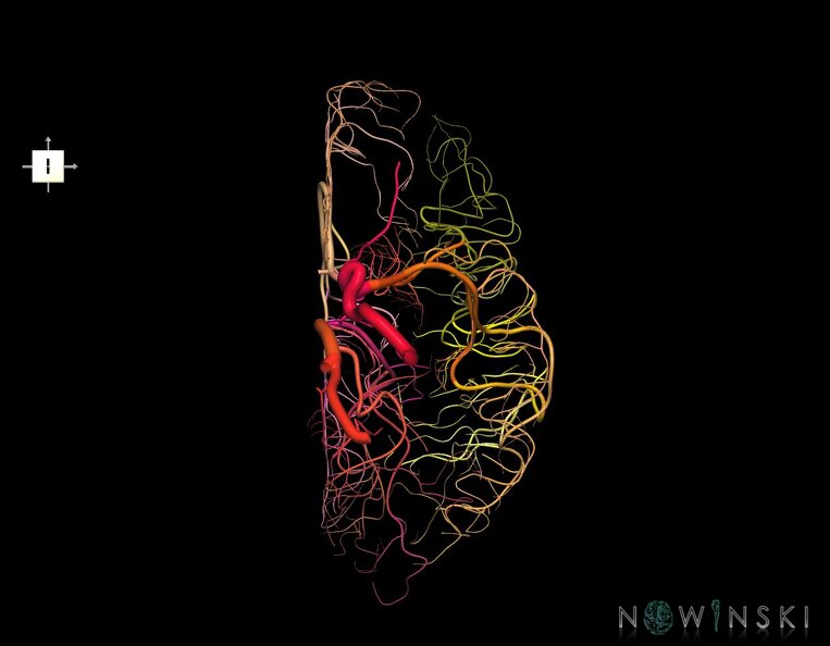 G1.T15.3.V6.C2.L0.Intracranial_arterial_system_left.tiff