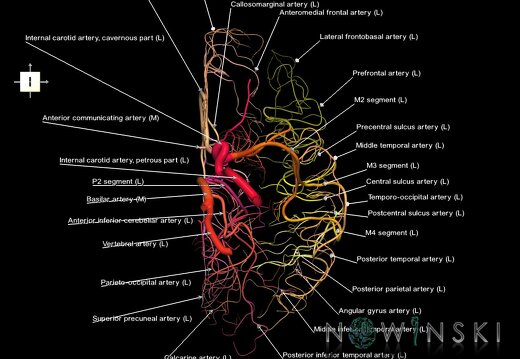 G1.T15.3.V6.C2.L1.Intracranial arterial system left