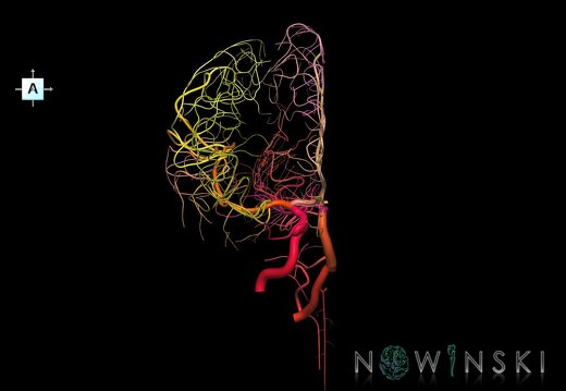 G1.T15.4.V1.C2.L0.Intracranial arterial system right